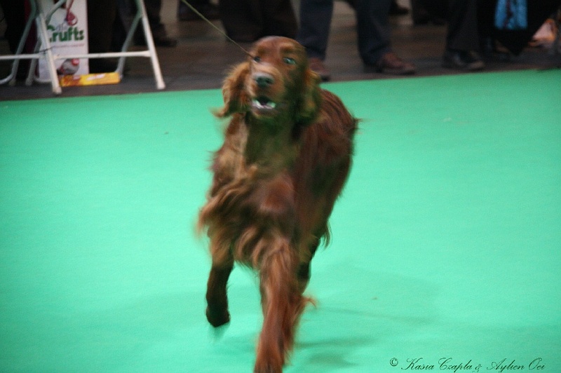 Crufts2011 584.jpg